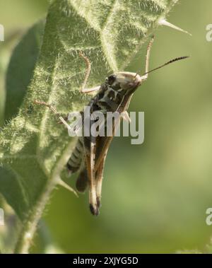 Bewundernswerte Grasshopper (Syrbula admirabilis) Insecta Stockfoto