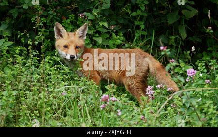 Jungfuchs-Jungtier, Vulpes vulpes Among Flowers on A Field, New Forest, Großbritannien Stockfoto