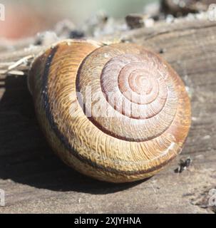 Bronze Schulterband Schnecke (Helminthoglypta arrosa) Mollusca Stockfoto