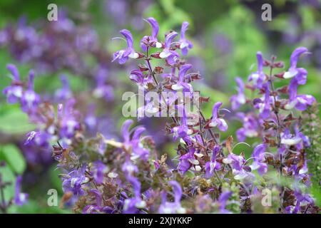 Violett-weiß Salvia forskaohlei „Indigo Woodland Salbei“ in Blüte. Stockfoto