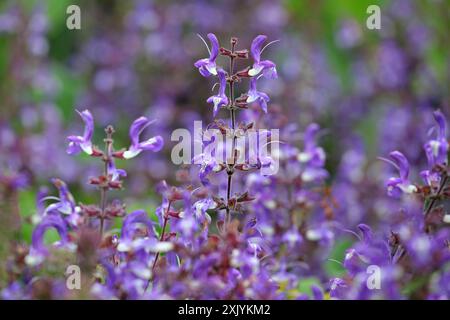 Violett-weiß Salvia forskaohlei „Indigo Woodland Salbei“ in Blüte. Stockfoto