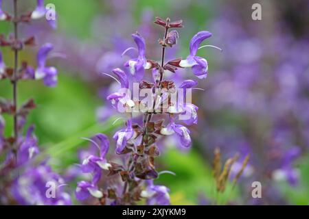 Violett-weiß Salvia forskaohlei „Indigo Woodland Salbei“ in Blüte. Stockfoto