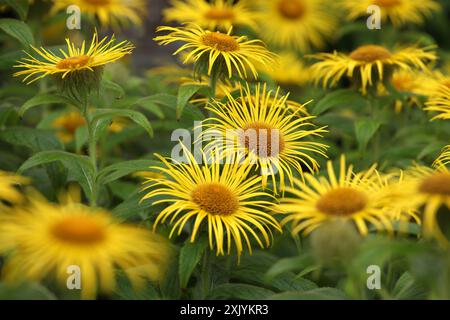 Hellgelbe Inula Hooker, Hooker inula oder Hooker's fleabane, in Blüte. Stockfoto