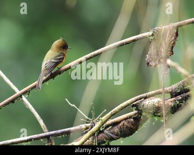 Tufted Flycatcher (Mitrephanes phaeocercus) Aves Stockfoto