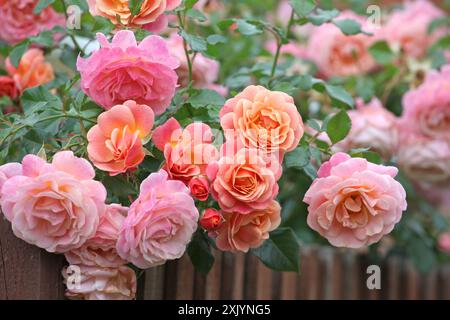 Pfirsichrosa und aprikosenrosa Kletterrose, rosa „Peach Melba“, in Blüte. Stockfoto