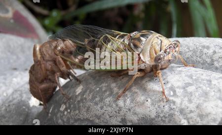 RESH Cicada (Megatibicen RESH) Insecta Stockfoto