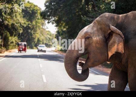 Wilder Elefant überquert die Hauptstraße, während das rote Tuk Tuk ihm das Recht gibt, zu gehen. Habarana in Sri Lanka. Stockfoto