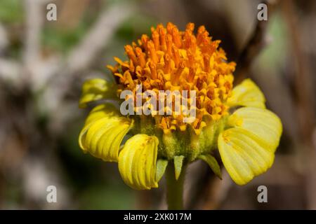 Virgin River Brittlebush (Encelia virginensis) Plantae Stockfoto