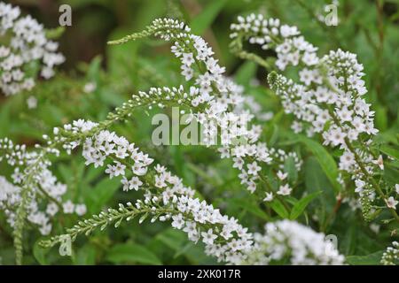 Weiße Lysimachia clethroides, Schwanenhalslose, in Blüte. Stockfoto