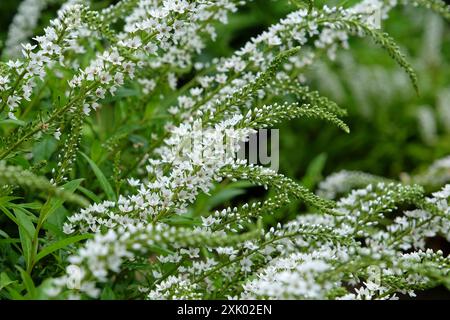 Weiße Lysimachia clethroides, Schwanenhalslose, in Blüte. Stockfoto