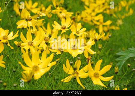 Hellgelbes Coreopsis verticillata „Zagreb“, auch bekannt als „wirlter tickseed“, „wirlte coreopsis“, „fadenblättriger tickseed“, „Fadenblatt coreopsis“ und „p Stockfoto