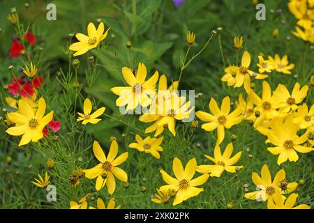 Hellgelbes Coreopsis verticillata „Zagreb“, auch bekannt als „wirlter tickseed“, „wirlte coreopsis“, „fadenblättriger tickseed“, „Fadenblatt coreopsis“ und „p Stockfoto