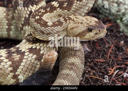 Westliche Schwarzschwanzschlange (Crotalus molossus) Reptilia Stockfoto