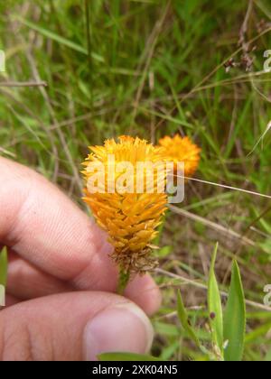 Orangenmilchkraut (Polygala lutea) Plantae Stockfoto