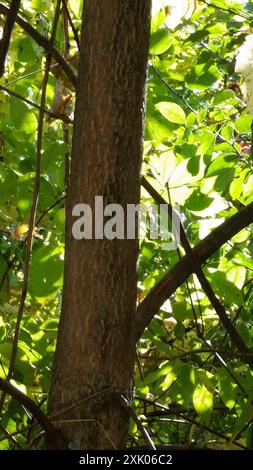 Grünasche (Fraxinus pennsylvanica) Plantae Stockfoto