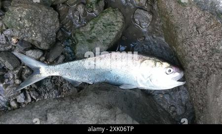 Atlantische Menhaden (Brevoortia tyrannus) Actinopterygii Stockfoto