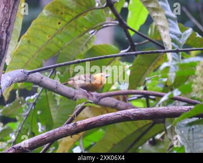 São Tomé Weaver (Ploceus sanctithomae) Aves Stockfoto