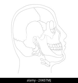 Menschliche Schädelknochen – Illustration der anatomischen Seitenansicht auf weißem Hintergrund Stock Vektor