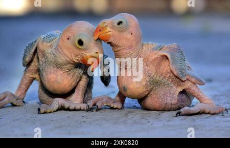 2 neugeborene Ringhals-Papageienvogel auf verschwommenem Hintergrund, selektiver Fokus Stockfoto