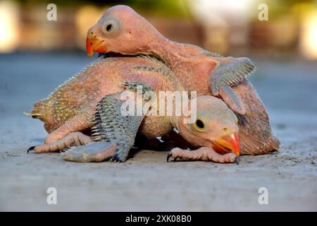 2 neugeborene Ringhals-Papageienvogel auf verschwommenem Hintergrund, selektiver Fokus Stockfoto