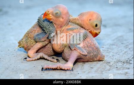 2 neugeborene Ringhals-Papageienvogel auf verschwommenem Hintergrund, selektiver Fokus Stockfoto