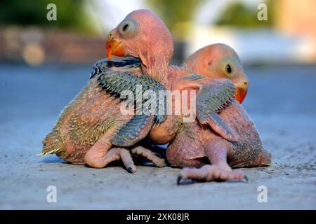 2 neugeborene Ringhals-Papageienvogel auf verschwommenem Hintergrund, selektiver Fokus Stockfoto