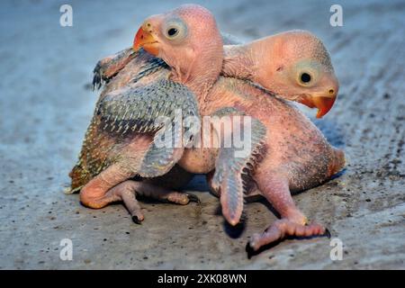 2 neugeborene Ringhals-Papageienvogel auf verschwommenem Hintergrund, selektiver Fokus Stockfoto