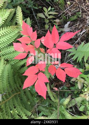 Poison Sumac (Toxicodendron vernix) Plantae Stockfoto