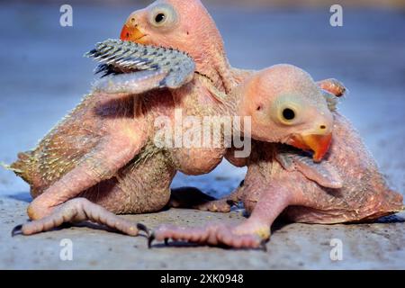 2 neugeborene Ringhals-Papageienvogel auf verschwommenem Hintergrund, selektiver Fokus Stockfoto