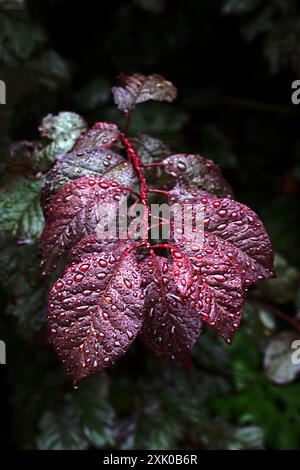 Dunkelrote Kupferbuchenblätter im Regen Stockfoto