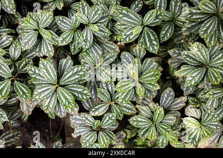 Pilea cadierei Nahaufnahme Hintergrund Stockfoto