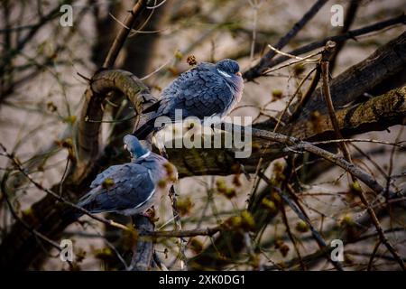 Zwei Tauben stehen auf Ästen, eine zeigt zur Kamera, die andere zeigt weg. Stockfoto