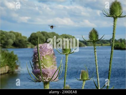 Eine Biene, die von einer blühenden Teasel mit rosa Blüten wegfliegt Stockfoto