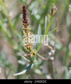 Schmalblättrige Stillingia (Stillingia linearifolia) Plantae Stockfoto