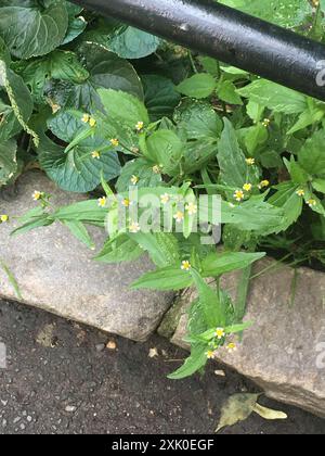 shaggy Soldat (Galinsoga quadriradiata) Plantae Stockfoto