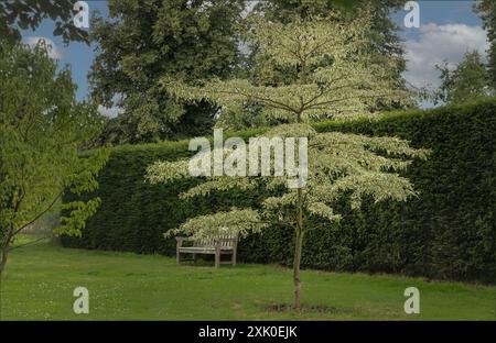 Kleiner, variierter Baum neben einer Bank in einem englischen Landgarten Stockfoto