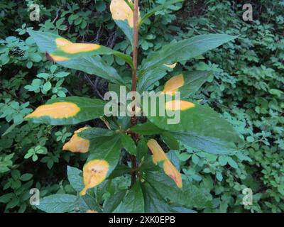 Weißblütige Rhododendron (Rhododendron albiflorum) Plantae Stockfoto