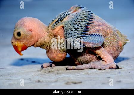 Neugeborener Ringhals-Papageienvogel auf verschwommenem Hintergrund, selektiver Fokus Stockfoto