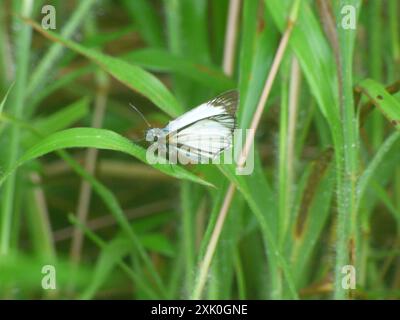 Geäderte White-Skipper (Heliopetes arsalte) Insecta Stockfoto