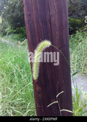 Riesenfuchsschwanz (Setaria faberi) Plantae Stockfoto