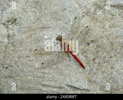 Gestreifter Meadowhawk (Sympetrum pallipes) Insecta Stockfoto