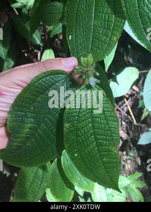 Kosters Fluch (Miconia crenata) Plantae Stockfoto