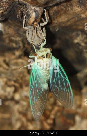 Grand Western Flood Plain Cicada (Megatibicen cultriformis) Insecta Stockfoto