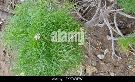 Riesencoreopsis (Leptosyne gigantea) Plantae Stockfoto