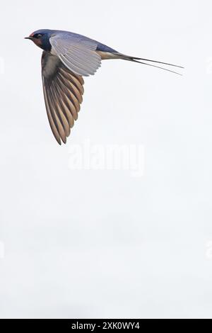 Scheunenschwalbe (Hirundo rustica) Norfolk April 2024 Stockfoto