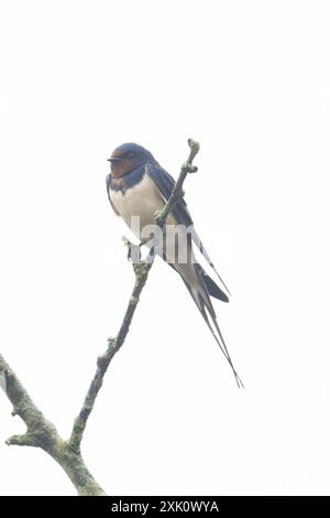 Scheunenschwalbe (Hirundo rustica) Norfolk April 2024 Stockfoto