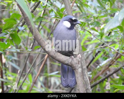 Schwarzkehlchen-Lachthahn (Pterorhinus chinensis) Aves Stockfoto