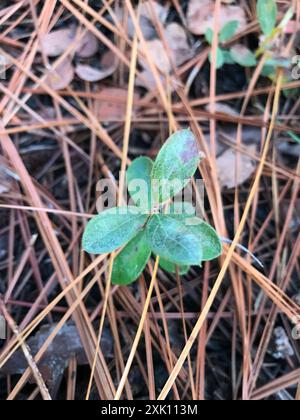 Zwerghuckleberry (Gaylussacia dumosa) Plantae Stockfoto
