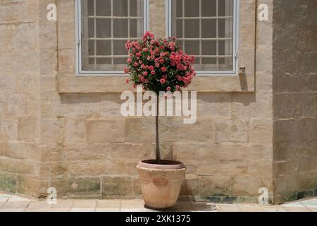 Ein Busch rosa Rosen in einem Tontopf auf einer gepflasterten Straße in Jerusalem, Israel. Stockfoto