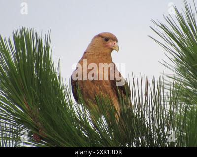 Chimango Caracara (Daptrius chimango) Aves Stockfoto